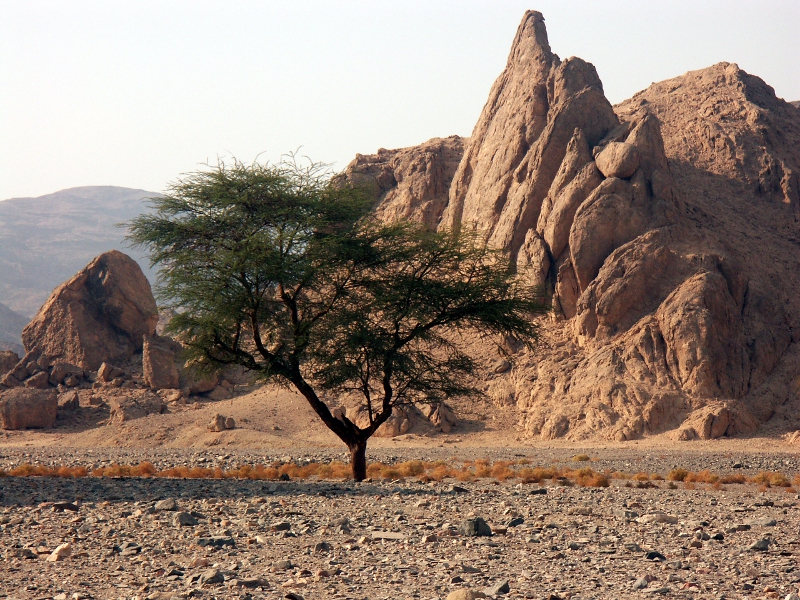 Wadi El Gemal National Park
